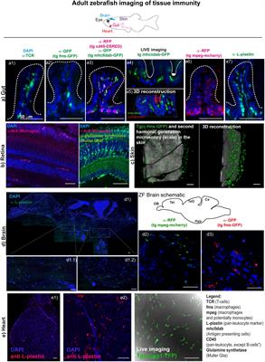 Resident Immunity in Tissue Repair and Maintenance: The Zebrafish Model Coming of Age
